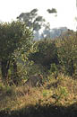  Lion Masai Mara 